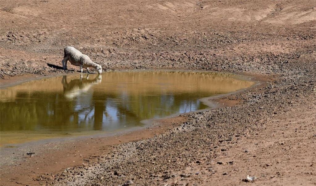 Ein Schaf trinkt aus einer fast ausgetrockneten Wasserstelle.
