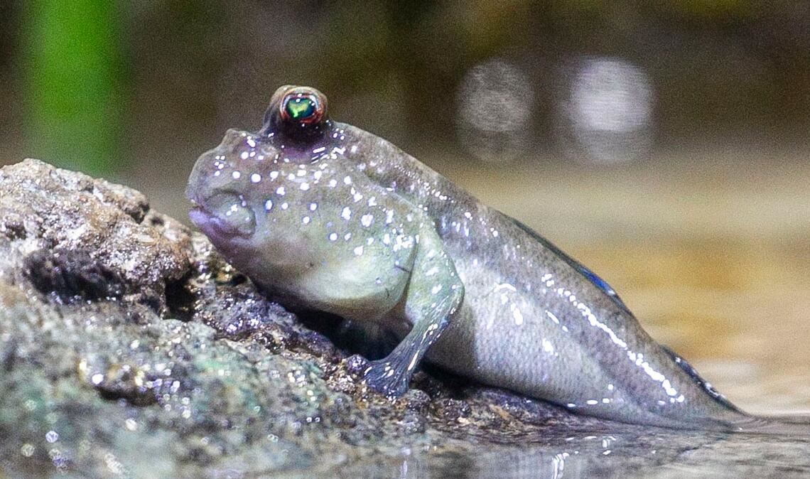 Ein Schlammspringer liegt in der neuen Mangroven-Anlage im Frankfurter Zoo.