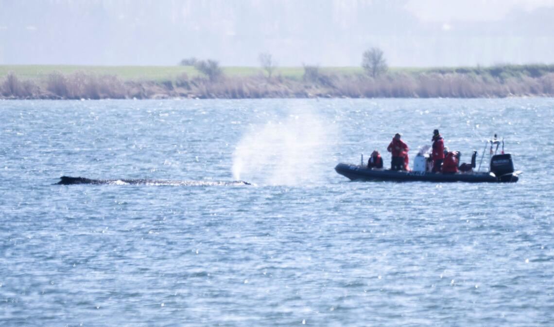 Ein Schlauchboot der Polizei nähert sich dem gestrandeten Wal. Seit rund einer Woche liegt der Wal an derselben Stelle vor Poel.