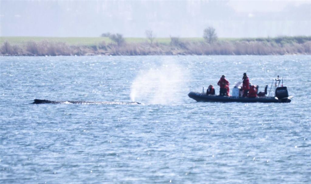 Ein Schlauchboot der Polizei nähert sich dem gestrandeten Wal. Seit rund einer Woche liegt der Wal an derselben Stelle vor Poel.