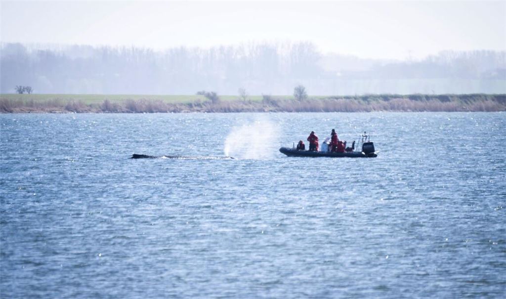 Ein Schlauchboot der Polizei nähert sich dem gestrandeten Wal.