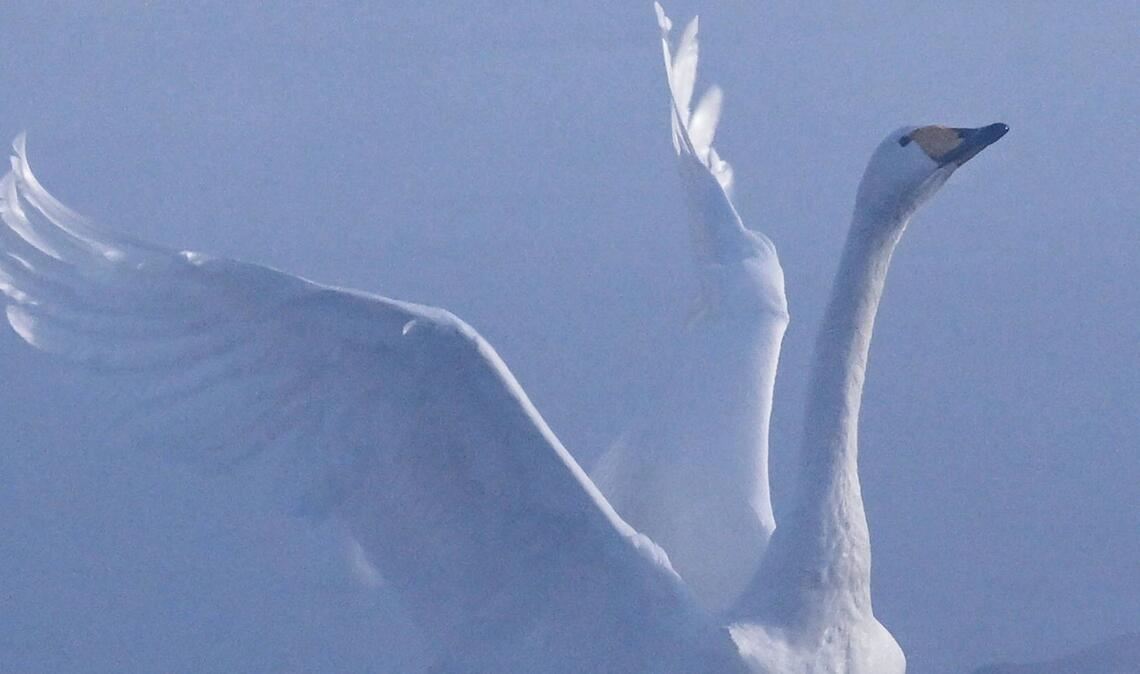 Ein Schwan ist auf der Autobahn 7 im Kreis Neu-Ulm gelandet (Symbolfoto).