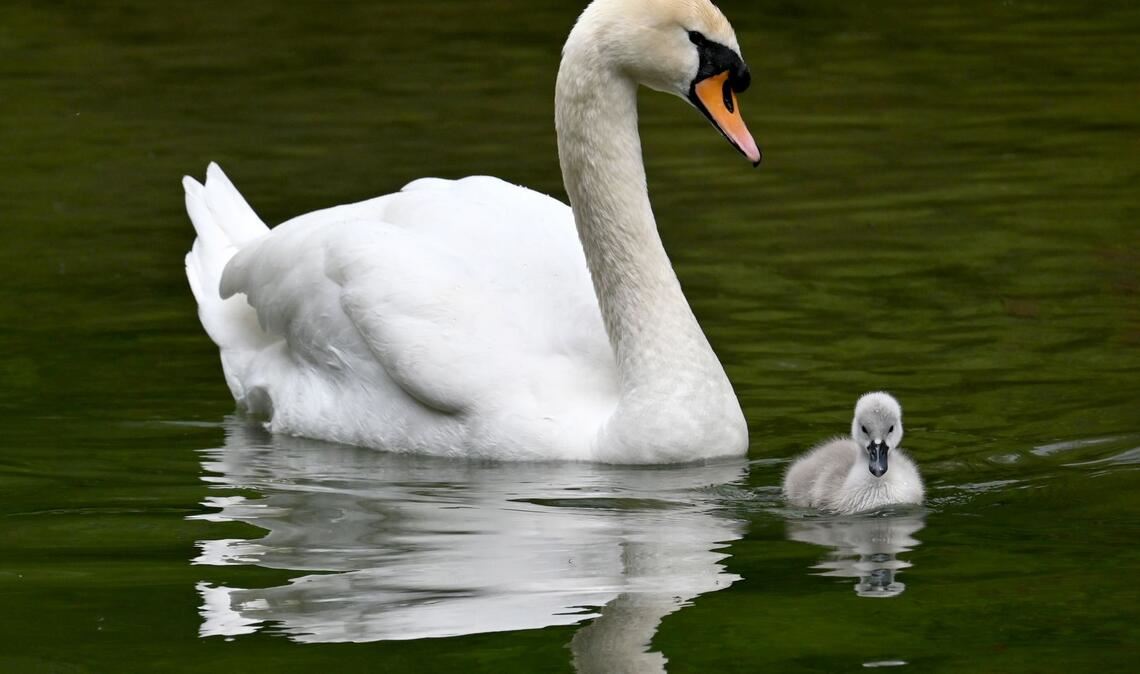 Ein Schwanenküken schwimmt im Englischen Garten in München neben einem Elterntier.