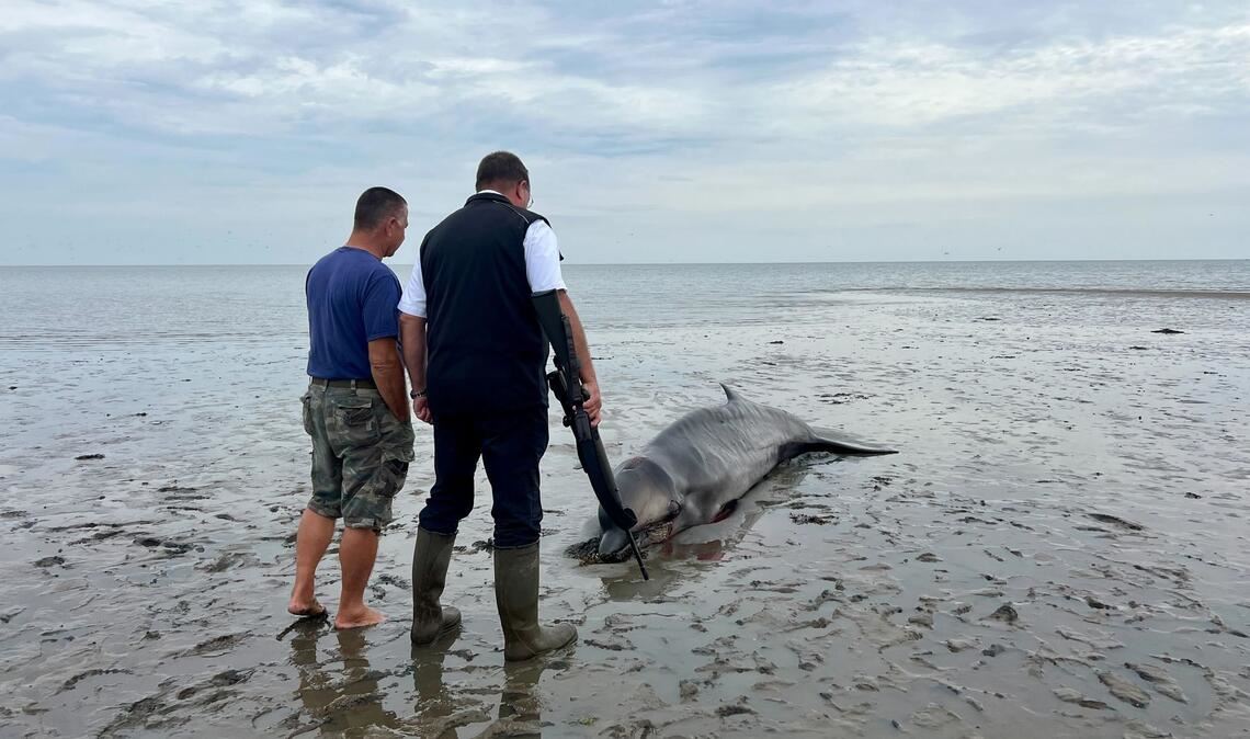 Nach Abschuss auf Sylt: Wal soll untersucht werden Ein Seehundjäger hat das Tier erschossen.