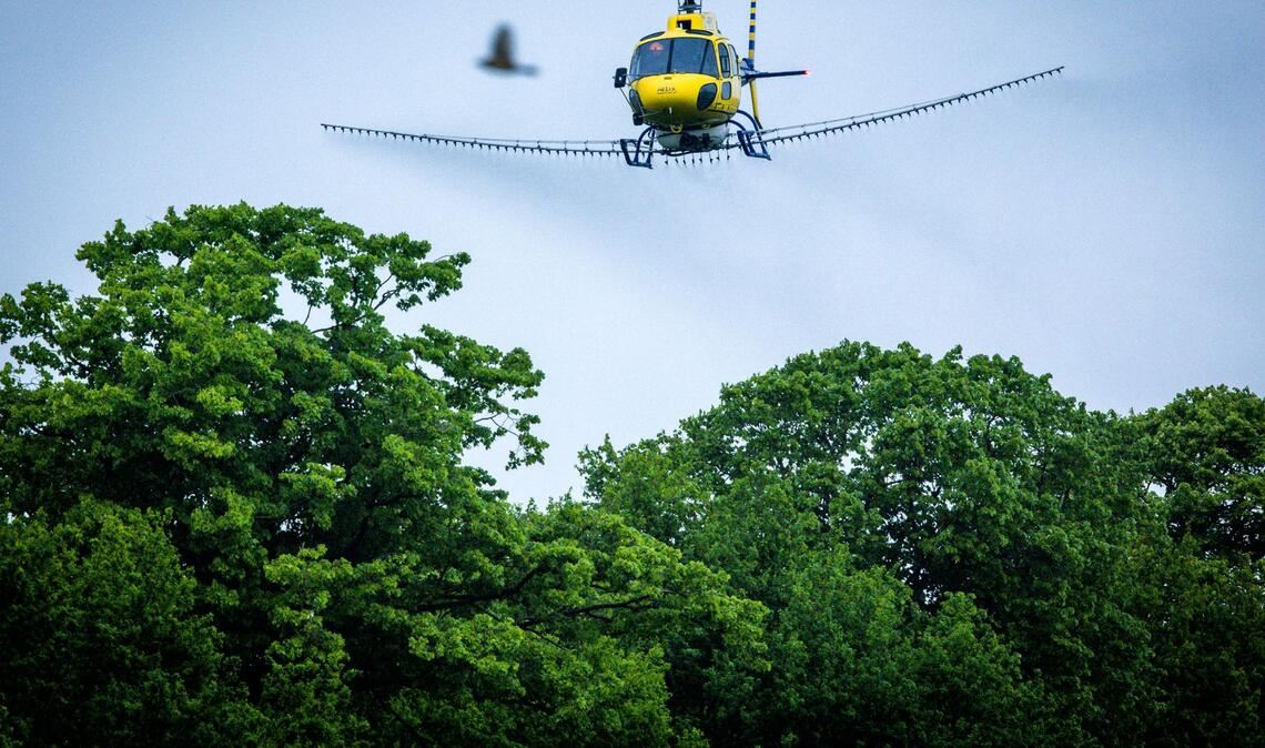 Ein Spezialhubschrauber versprüht über einer Allee ein biologisches Insektizid gegen den Eichenprozessionsspinner.