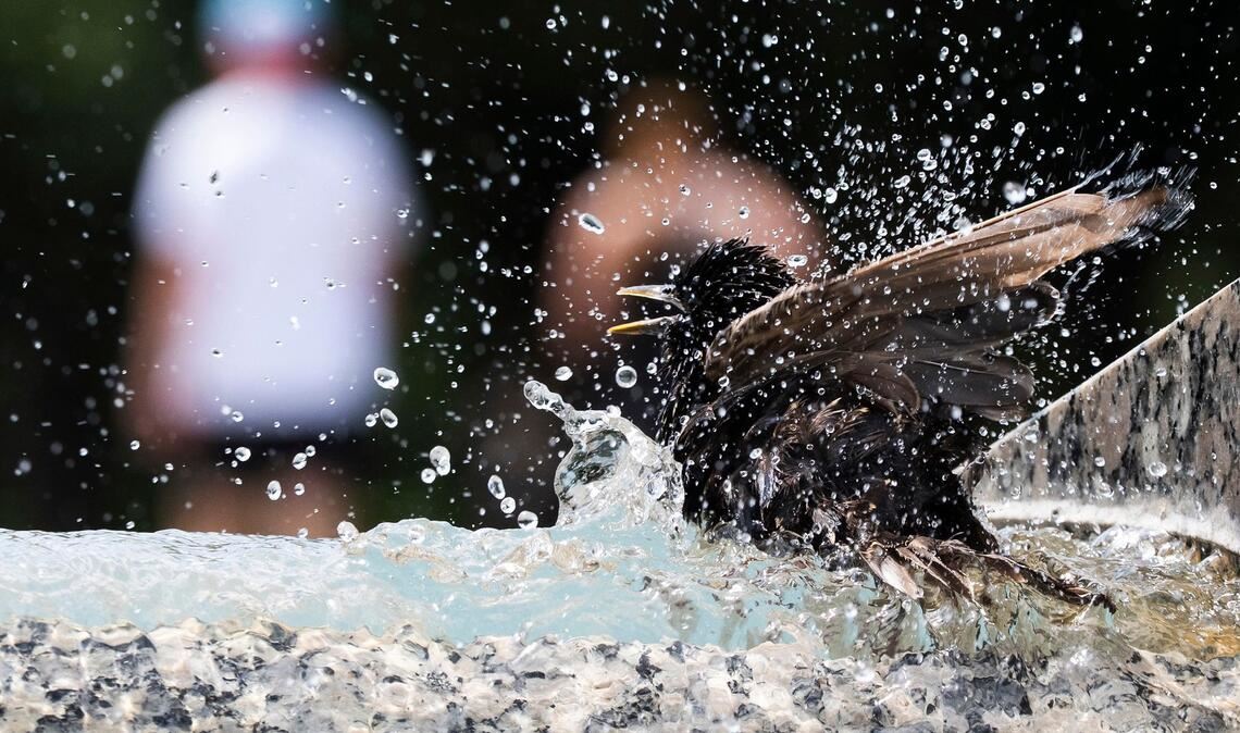 Ein Star taucht in einen Springbrunnen am Denkmal für den Zweiten Weltkrieg auf der National Mall in Washington ein.