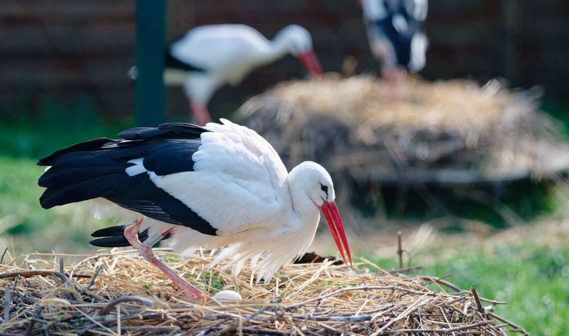 Ein Storch brütet sein Gelege im rheinland-pfälzischen Storchenzentrum der "Aktion PfalzStorch e. V.".