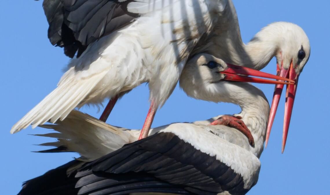 Ein Storchenpaar hat sich im Nest auf einem Strommast niedergelassen.