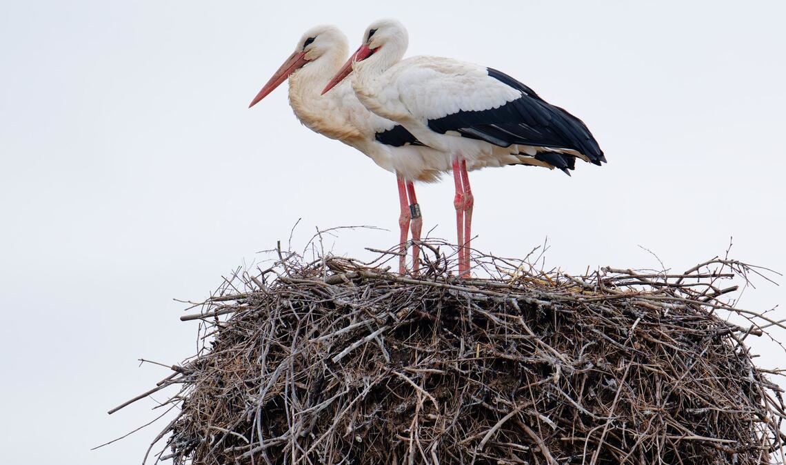 Ein Storchenpaar steht in seinem Nest.