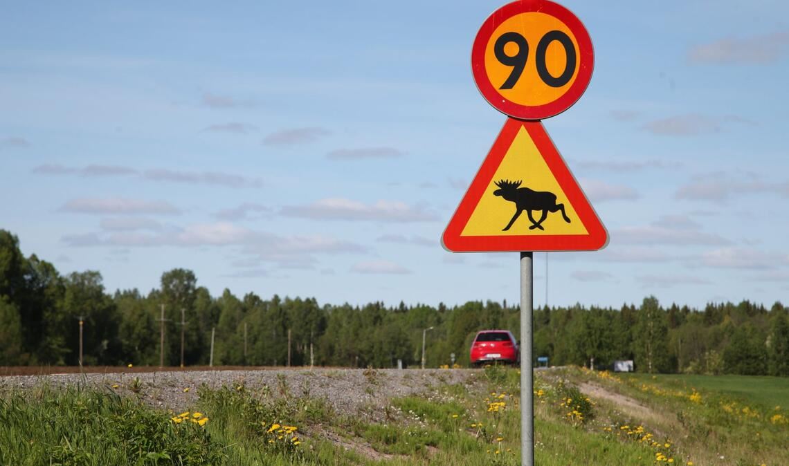 Ein Straßenschild warnt im Norden von Schweden vor Elchen. (Illustration)