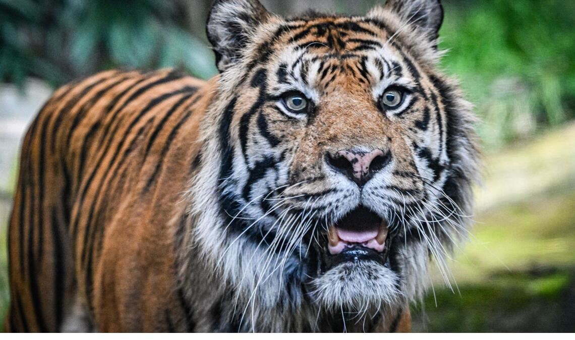 Ein Sumatra-Tiger im Zoo.