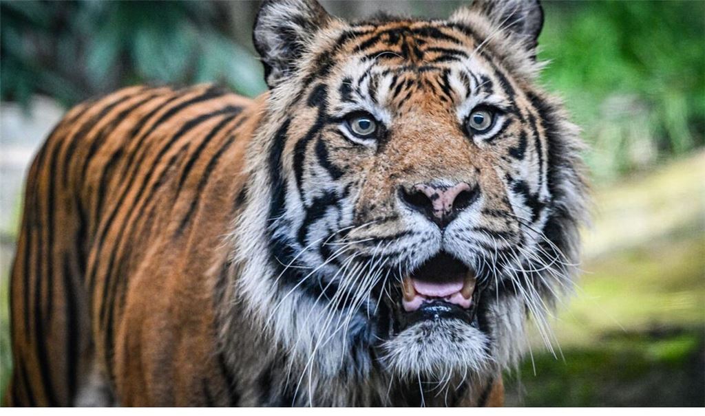 Ein Sumatra-Tiger im Zoo.