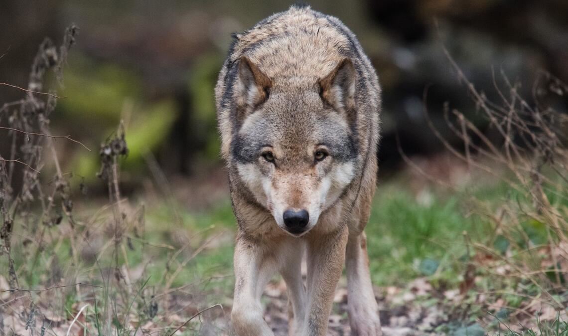 Ein Team professioneller Jäger sucht seit zwei Wochen das Revier eines Wolfs im Nordschwarzwald ab. (Symbolbild)