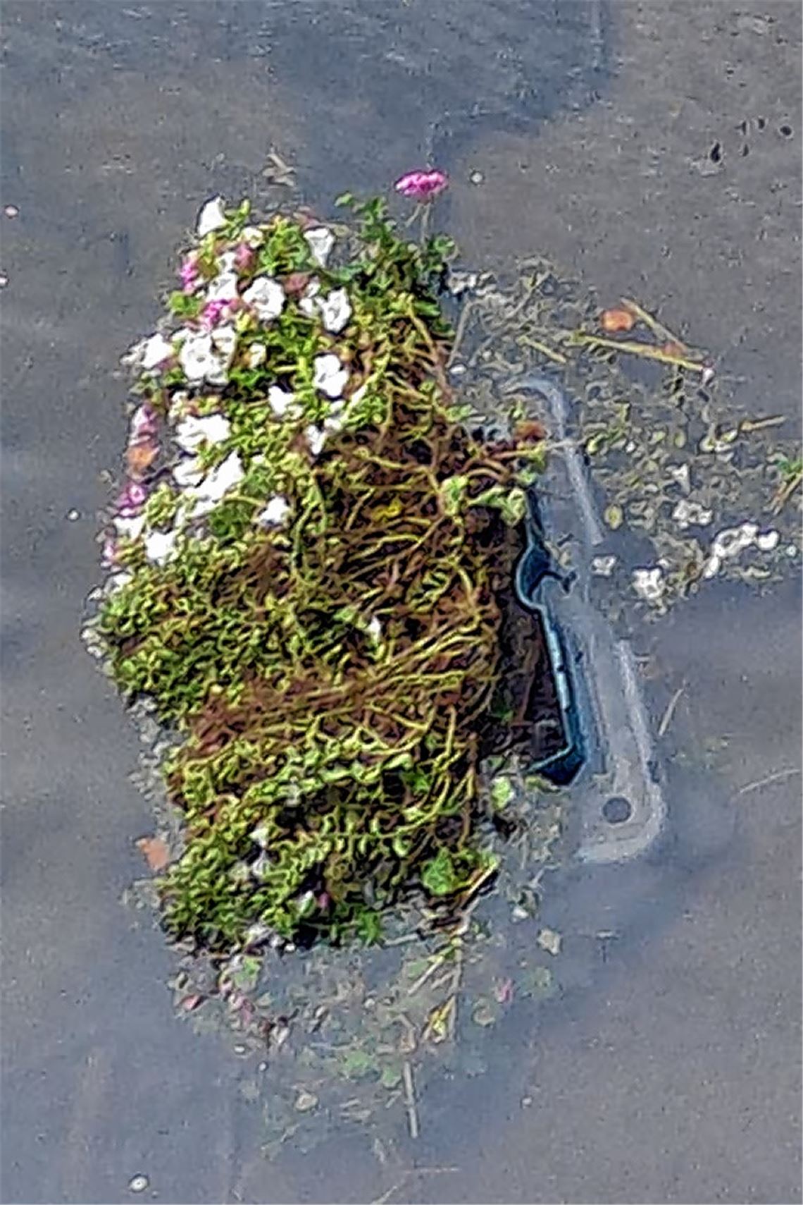 Vandalismus: Stadt erstattet Anzeige