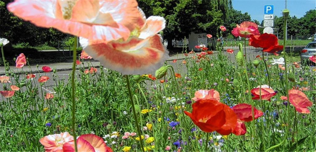 Ein Teil der Blumen setzt vor Hallen- und Freibad noch bunte Akzente.