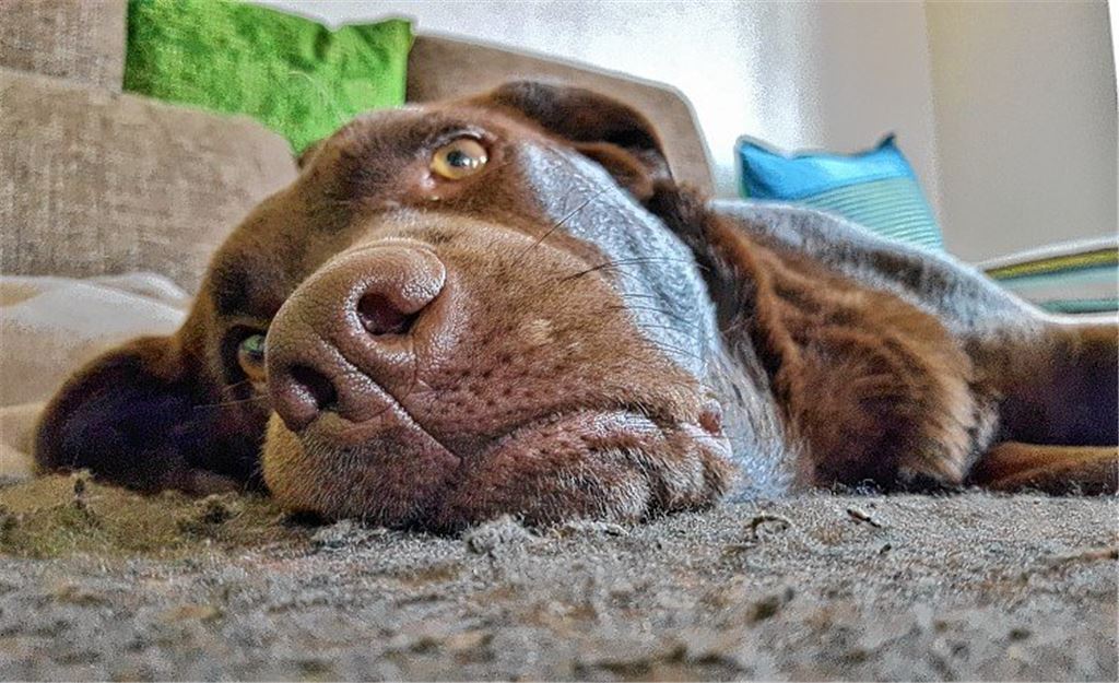 Auch Hunde verspüren Angst und Leere
