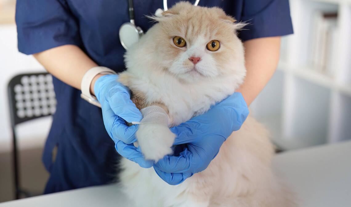 Ein Tierarzt hält die Pfote einer Katze zur Behandlung.