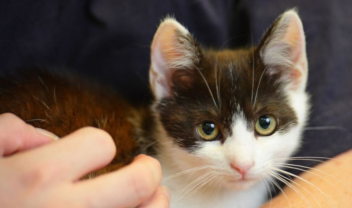 Ein Tierheim sucht ehrenamtliche, die mit seinen Schützlingen schmusen. (Symbolbild)