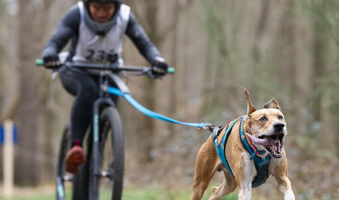 Ein Top-Rennen lieferten Petra Kohler und Spooky auf der Langstrecke im Dogscooter.