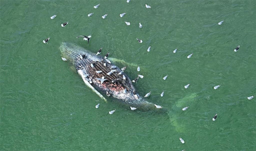 Ein Toter Wal wurde vor der dänischen Insel Anholt entdeckt.