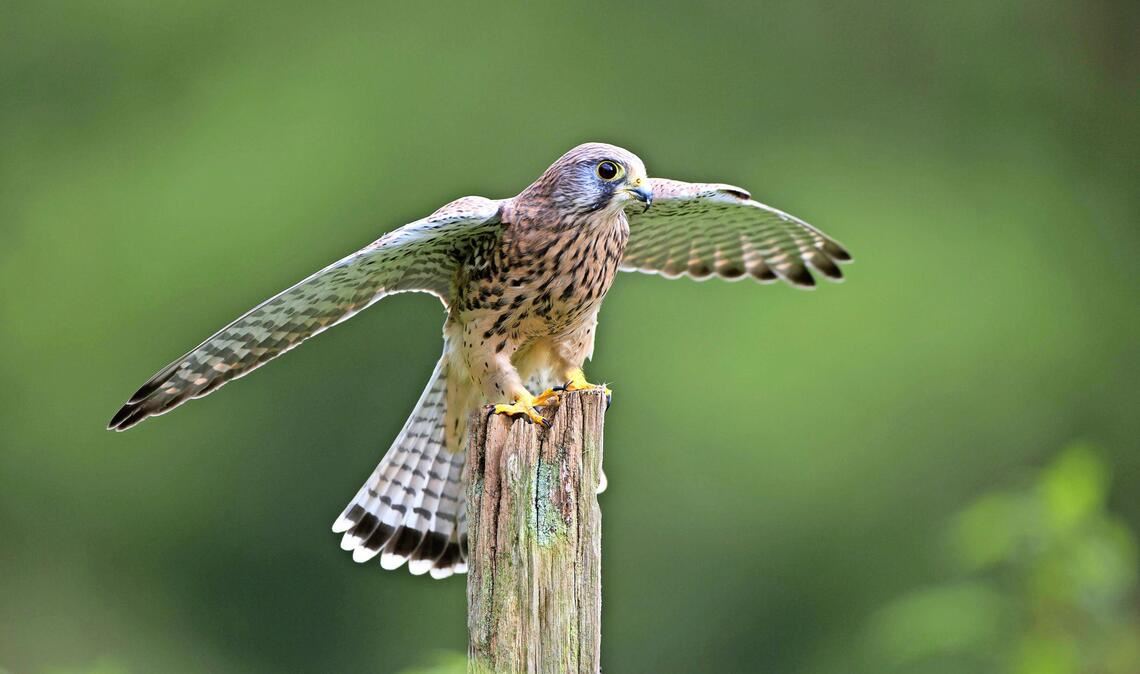 Ein Turmfalke sitzt auf einem Holzpfosten. (Symbolfoto)