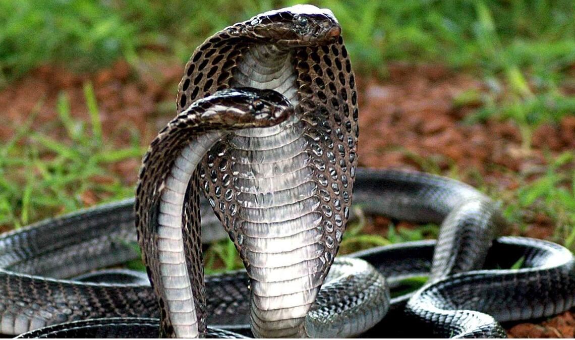 Ein Urlauber aus Bayern starb nach einer Schlangen-Show in einem Hotel (Symbolfoto).