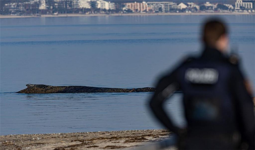 Ein Wal ist an der Ostseeküste vor Niendorf gestrandet.