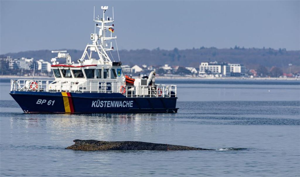 Ein Wal ist an der Ostseeküste vor Niendorf gestrandet, im Hintergrund ein Boot der Küstenwache. Die Polizei hat das Gelände abgesperrt, um das Tier nicht zu beunruhigen.