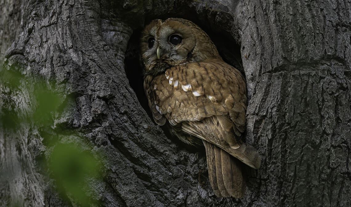 Ein Waldkauz an seiner Baumhöhle. Foto: NABU BW/Hubert Gerweck/naturgucker.de