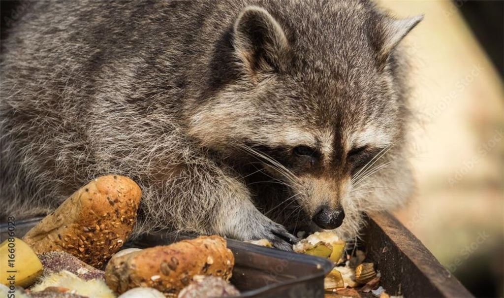 Ein Waschbär bedient sich am Komposthaufen. Foto: Adobe Stock