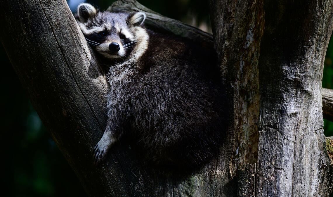 Bilder des Tages Ein Waschbär hat es sich im Baum gemütlich gemacht.