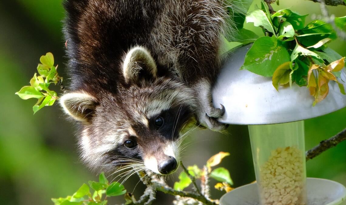 Ein Waschbär treibt derzeit in einem Garten in Stuttgart-Feuerbach am Lemberg sein Unwesen.