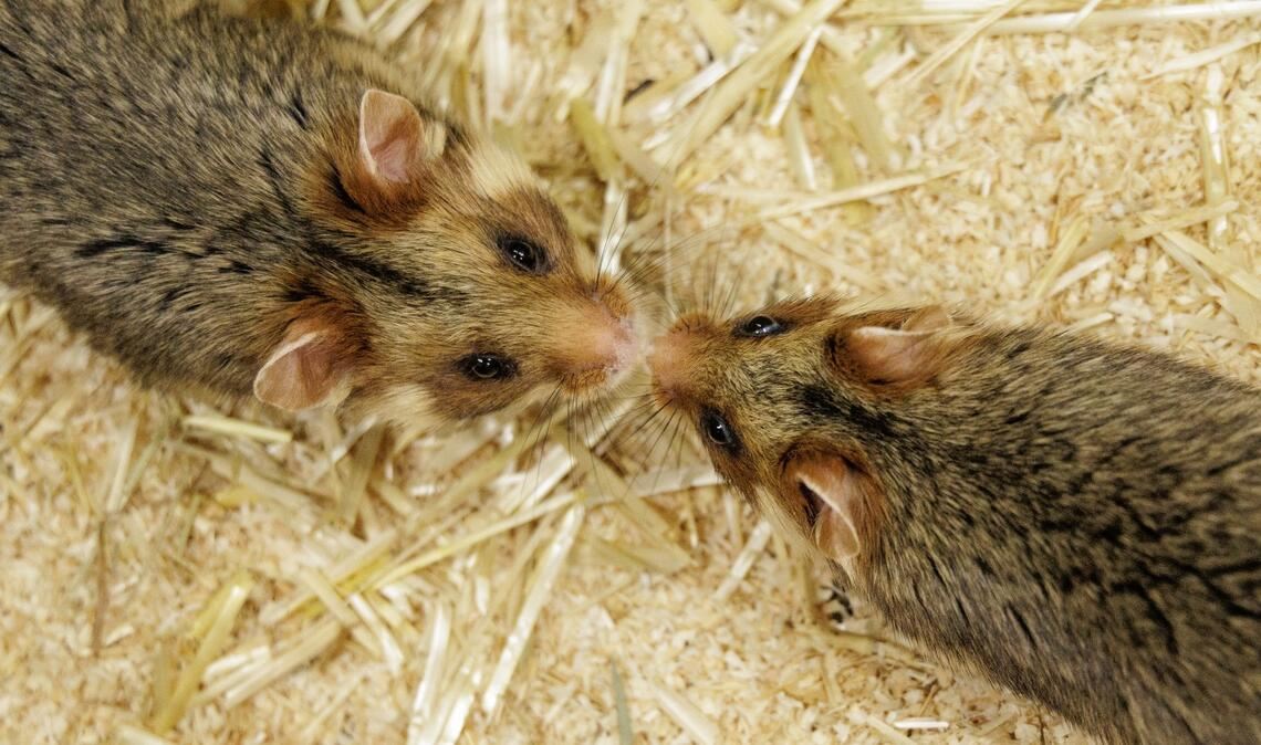 Ein Weibchen und ein Männchen kommen sich im NRW-Artenschutzzentrum näher, in dem Feldhamstern nachgezüchtet werden.