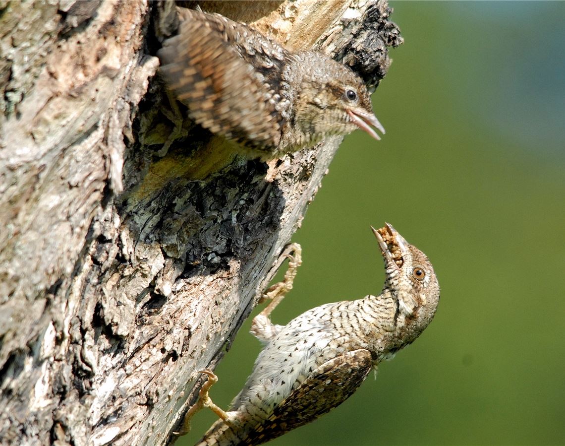 Ein Wendehals-Jungvogel wird mit Ameisenpuppen gefüttert. Foto: Lechner