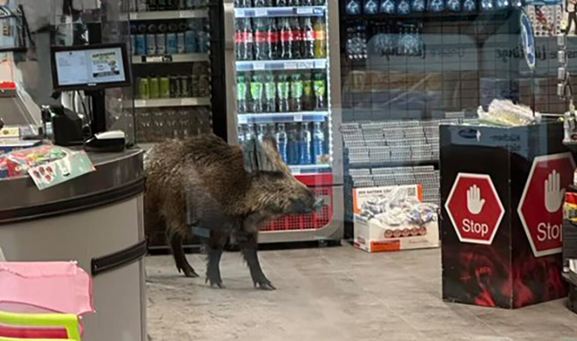 Ein Wildschwein hat sich in einem Kaufhaus verlaufen.