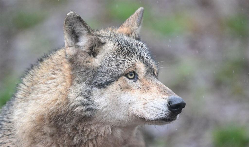 Ein Wolf hat in Hamburg eine Frau gebissen und verletzt. (Symbolbild)