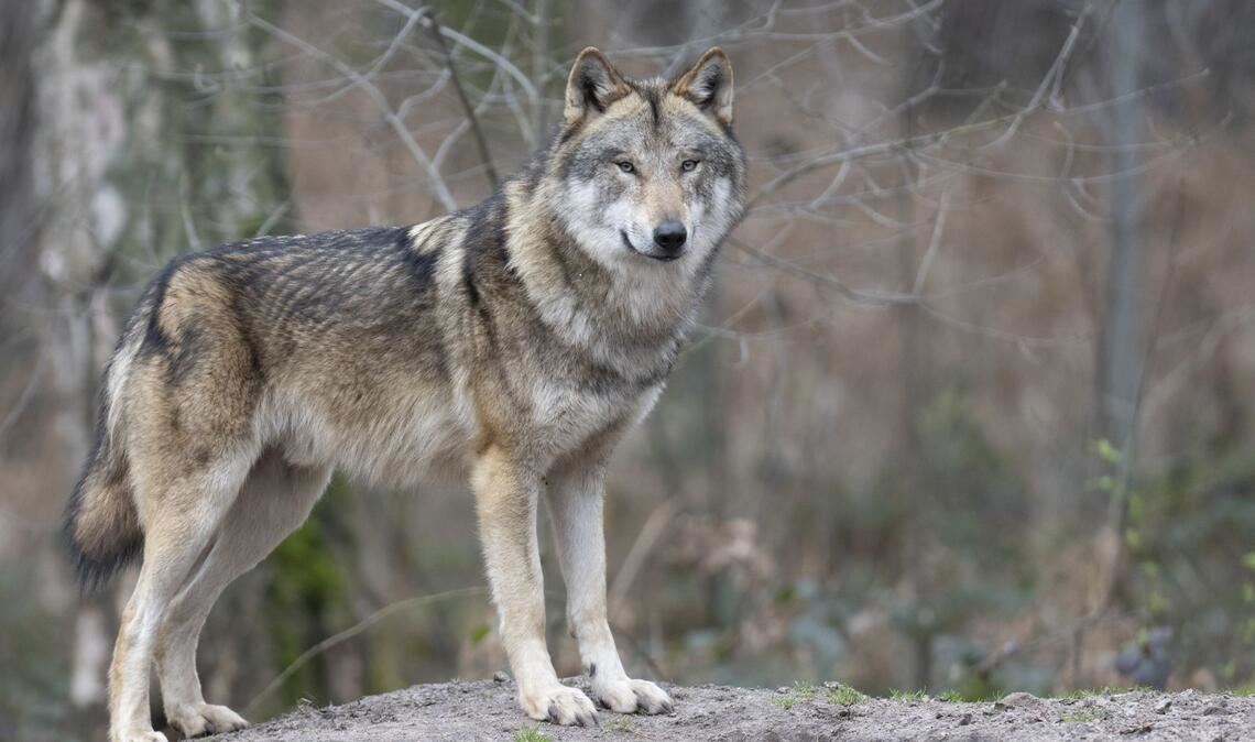 Ein Wolf ist in Baden-Württemberg überfahren worden (Symbolbild).