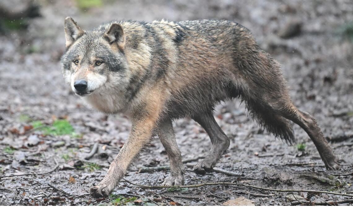 Ein Wolf läuft durch ein Gehege im Tierpark Wildparadies Tripsdrill (Archivbild).