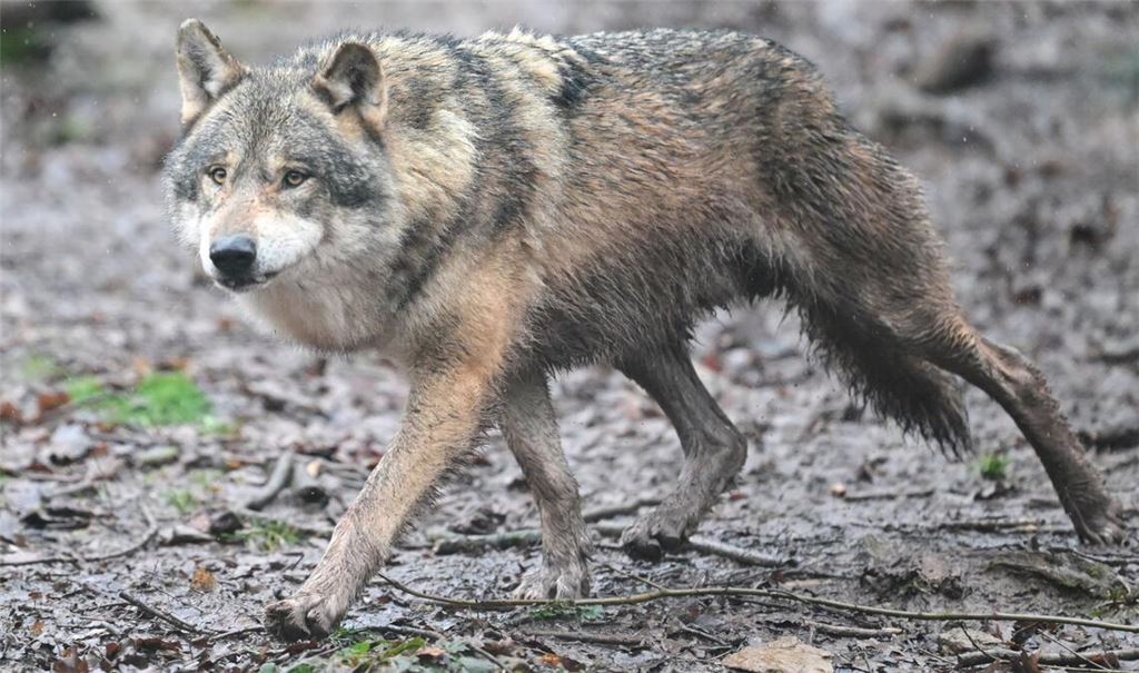 Ein Wolf sorgte in Leverkusen für einen Stopp des Karnevalszugs.