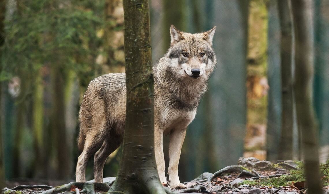 Ein Wolf steht in einem Tierpark in seinem Gehege. Kommt ein Tier in der freien Wildbahn so nahe, raten Tierschützer dazu, Ruhe zu bewahren.