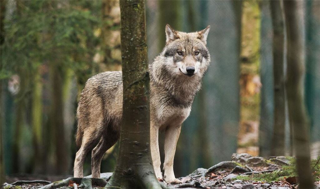 Ein Wolf steht in einem Tierpark in seinem Gehege. Kommt ein Tier in der freien Wildbahn so nahe, raten Tierschützer dazu, Ruhe zu bewahren.