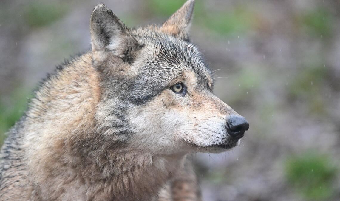 Ein Wolf verletzt eine Frau in der Einkaufsmeile Große Bergstraße. (Symbolbild)