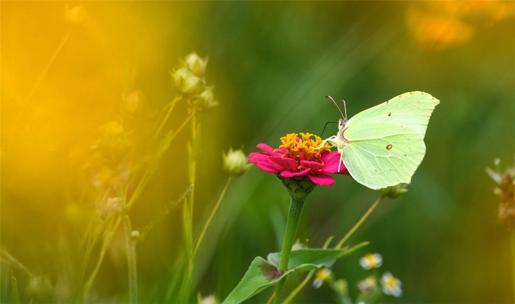 Ein Zitronenfalter sitzt auf einer Zinnien-Blüte.