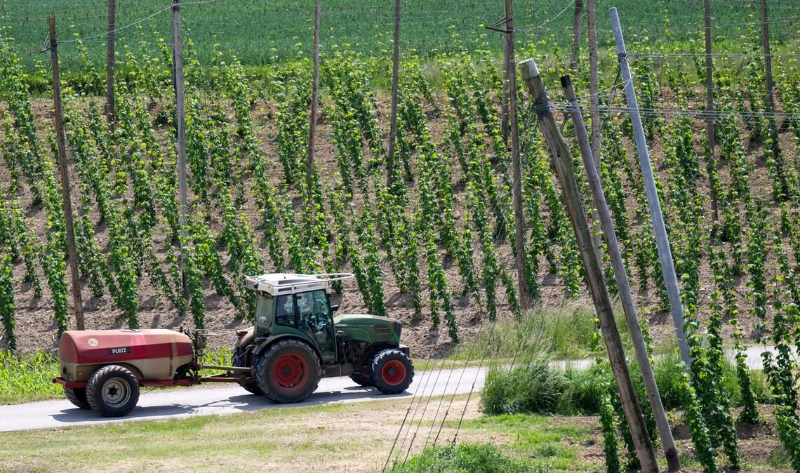 Ein bayerischer Hopfenpflanzer bei der Arbeit (Archiv)