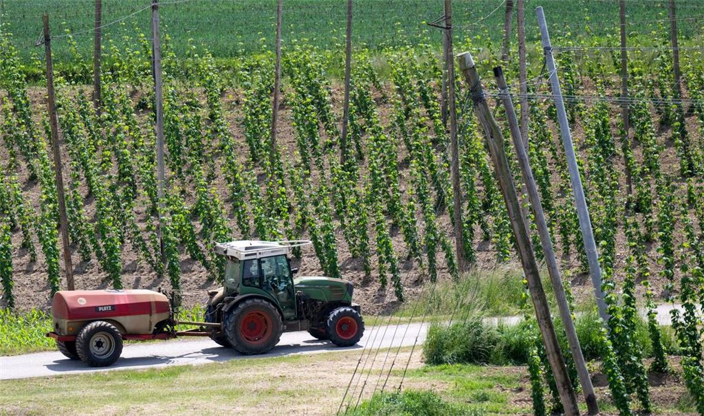 Ein bayerischer Hopfenpflanzer bei der Arbeit (Archiv)