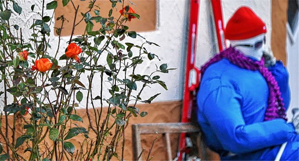 Skifahrer darf sich an Rosen erfreuen