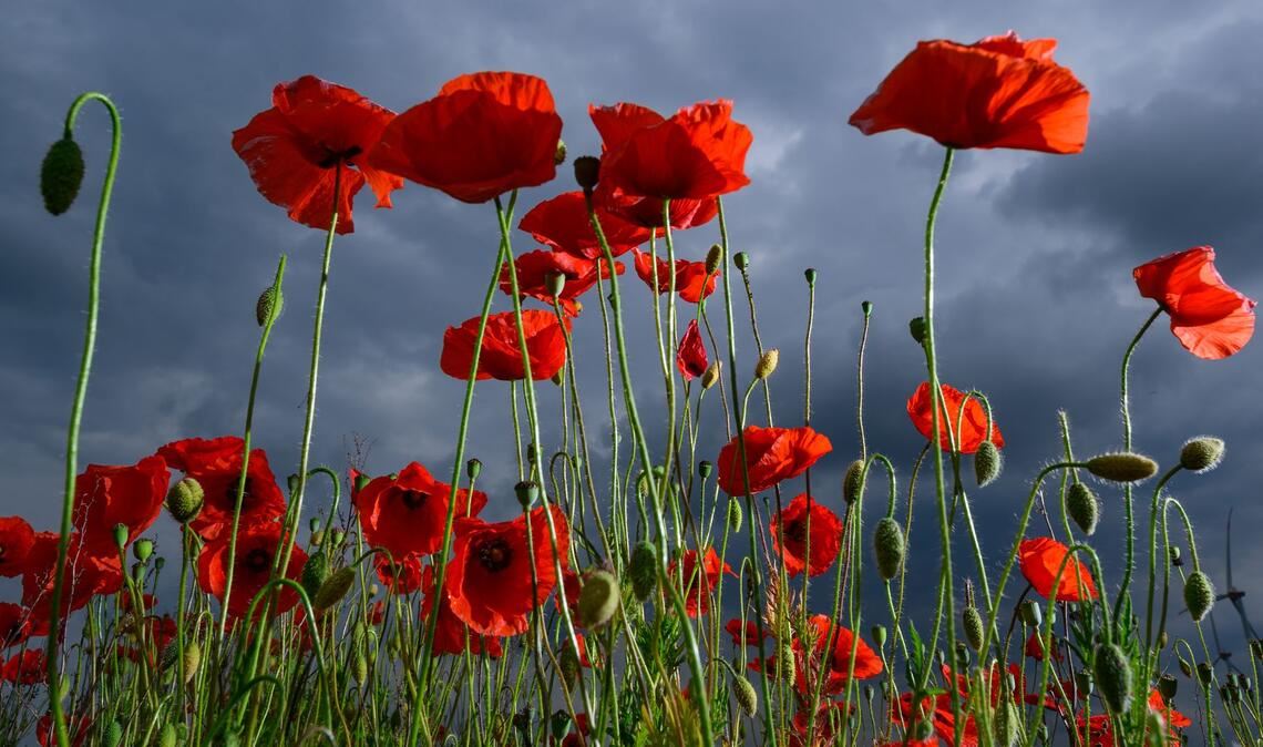 Ein dicht bewachsenes Feld voller leuchtend rotem Klatschmohn blüht in Ostbrandenburg vor einer herannahenden Gewitterfront.
