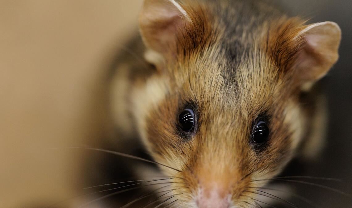 Ein einjähriger Feldhamster schaut sich in seiner Großbox im NRW-Artenschutzzentrum um.