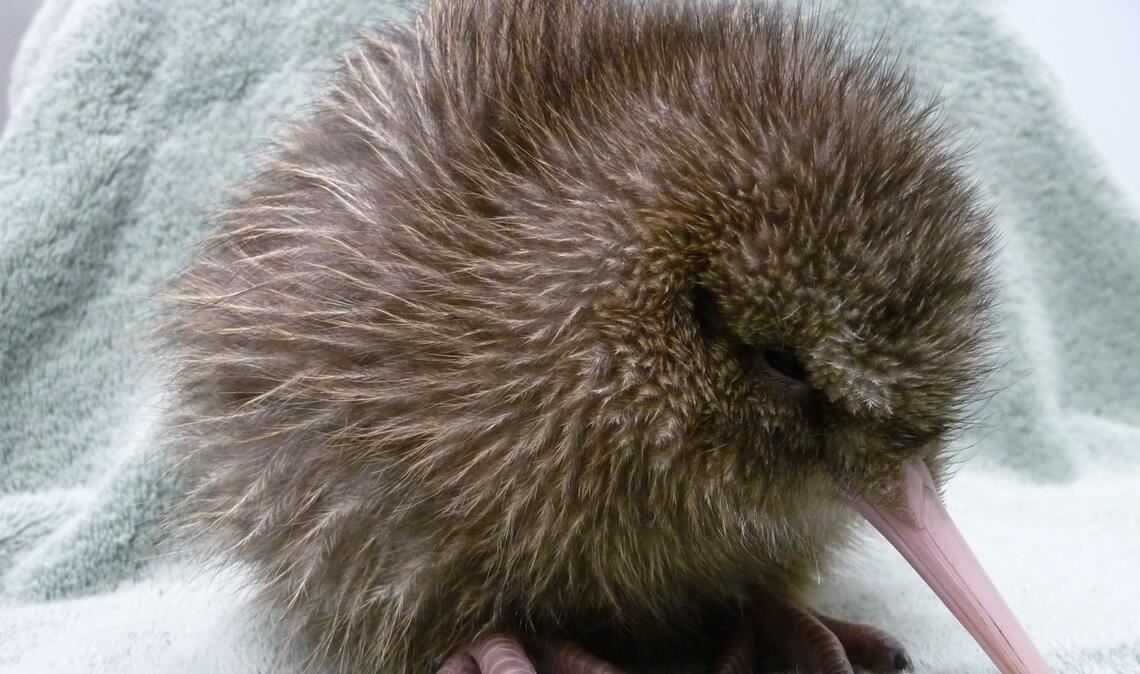 Ein fünf Tage alter Kiwi, geschlüpft im Jahrt 2010 an der südlichen Westküste Neuseelands. Der Kiwi ist ein flugunfähiger Vögel, der nur in Neuseeland heimisch ist.
