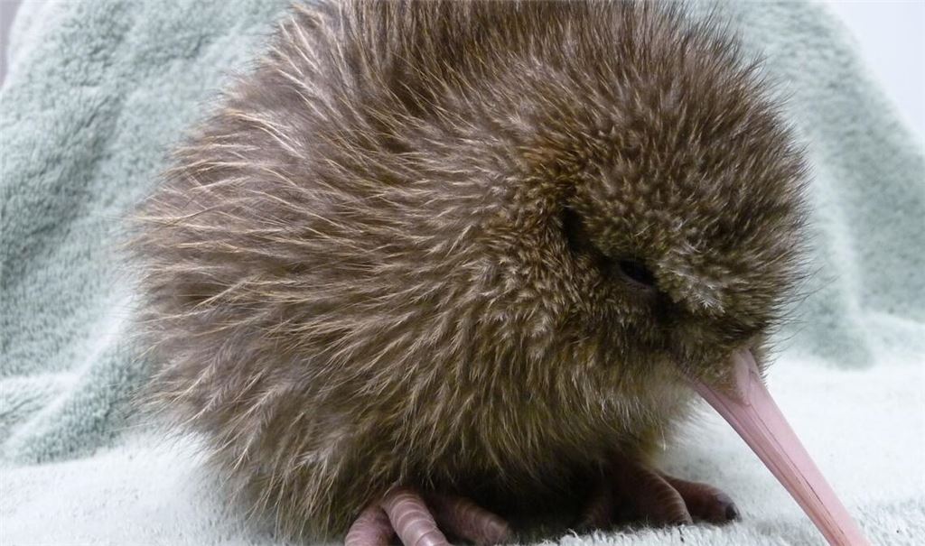 Ein fünf Tage alter Kiwi, geschlüpft in einer Aufzuchtstation an der südlichen Westküste Neuseelands.